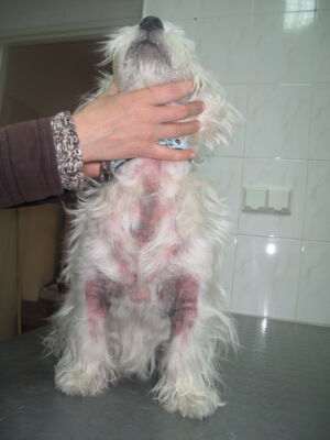 WHWT dermatoza hiperplastyczna widoczne wyłysienia