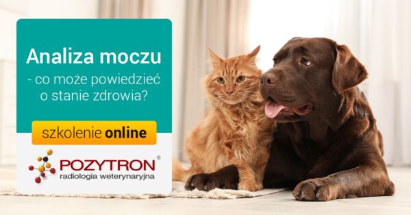 Analiza moczu - co może powiedzieć o stanie zdrowia?